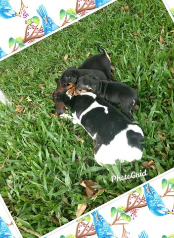 Fox Paulistinha X Pinscher Machinhos - Foto 3