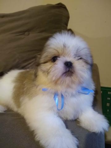 Shi Tzu Miniatura tricolor Zero fucinho - Foto 4
