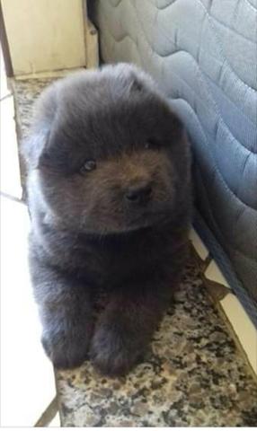 Cachorro chow-chow filhote macho