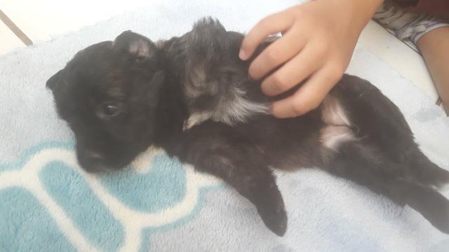 Poodle - Foto 4