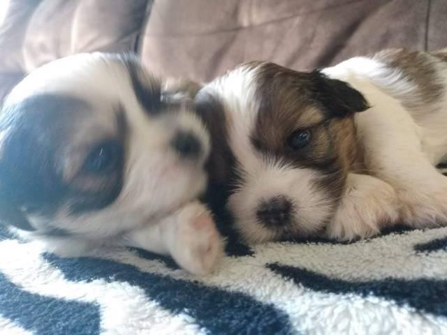 Filhotes de Lhasa apso - Foto 3