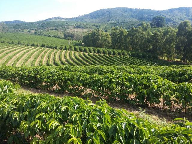 Fazenda Café Sul de Minas - Foto 15
