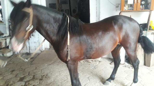 Cavalo Zaino - Foto 5
