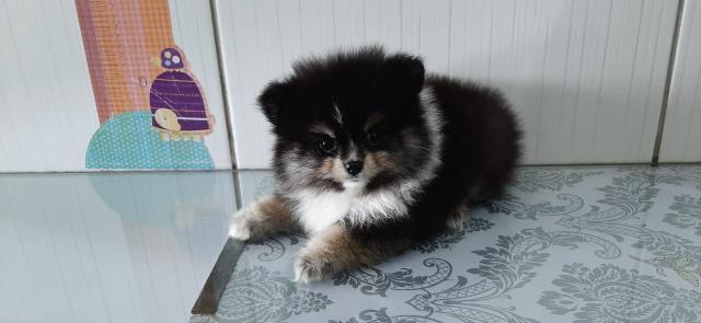 Spitz Alemão - Foto 2