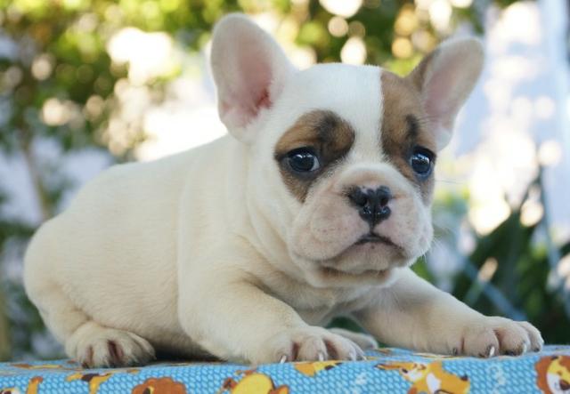 Lindo Filhote de Bulldog Francês - Foto 3