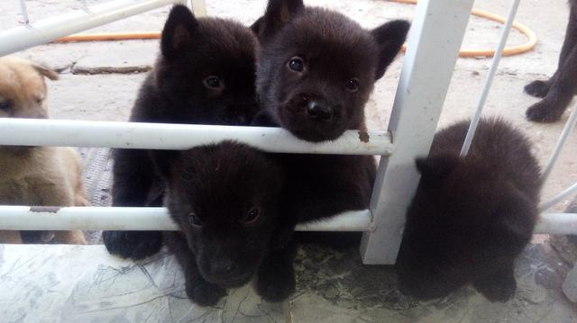 Vendo Filhotes