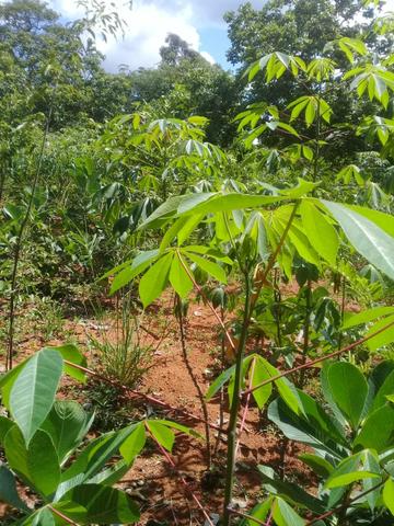 Vendo Chácara na Comunidade Rural de Extrema em Bocaiuva-Mg - Foto 7