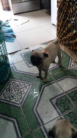 Pug filhotes - Foto 6