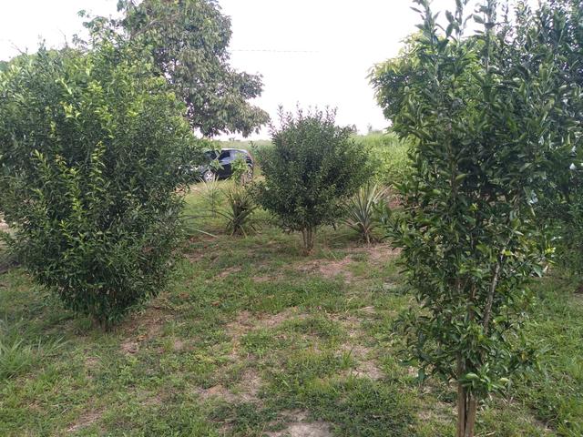 Vendo uma Chácara 14 hectares na BR 364