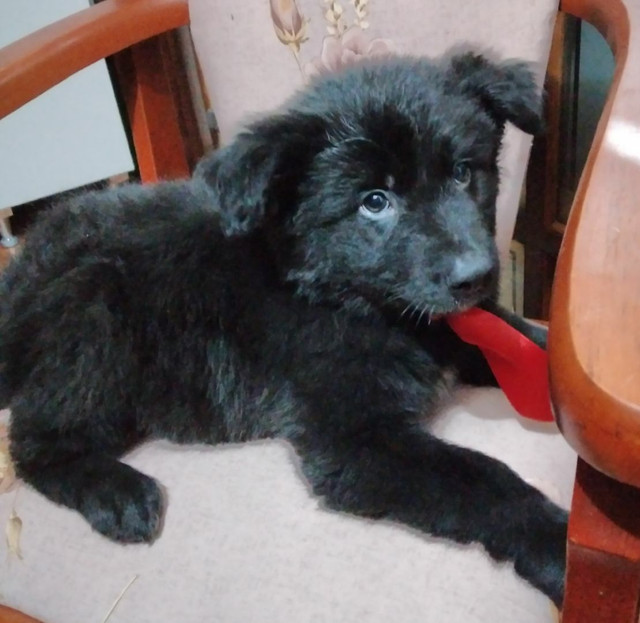 Ultimo Filhote Macho Pastor Alemao Capa Preta Com Chow Chow Preto Mestico Em Curitiba Cachorros E Acessorios Pinheirinho Curitiba 785136030 Olx