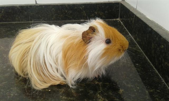 Resultado de imagem para porquinho-da-Ãndia sheltie