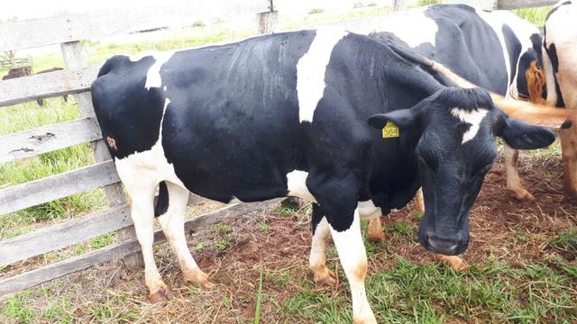 Vacas e Novilhas - Foto 3