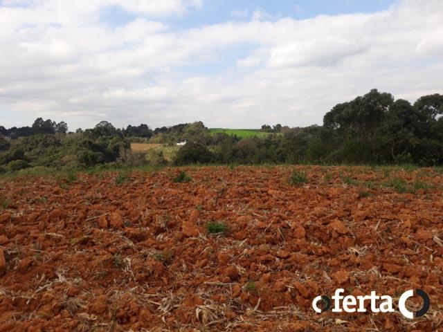 Chácara à venda em Serrinha, Contenda cod:549 - Foto 13