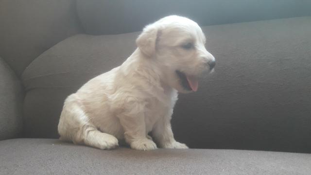 Poodle - Foto 6