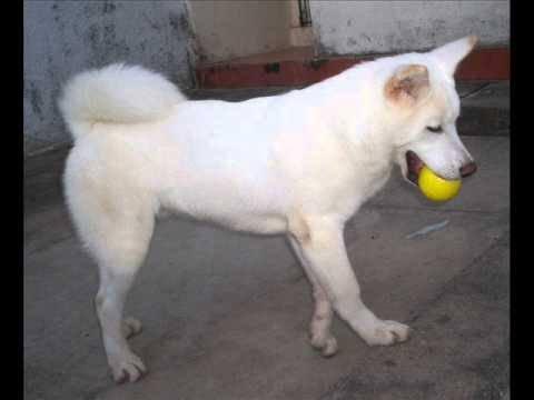 Filhote fêmea de Akita Pura! - Foto 2