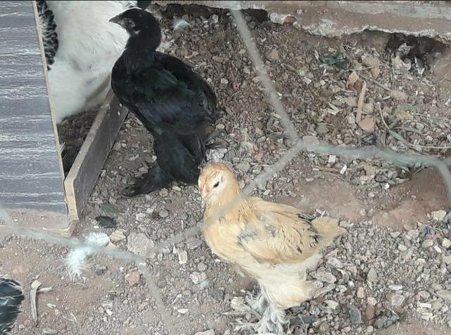 Galinhas Brahma Pintinhos e Franguinhos - Foto 3
