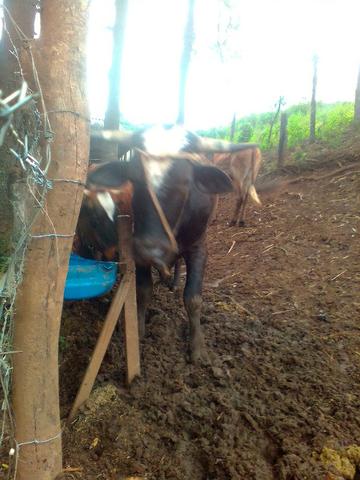 Touro caracu