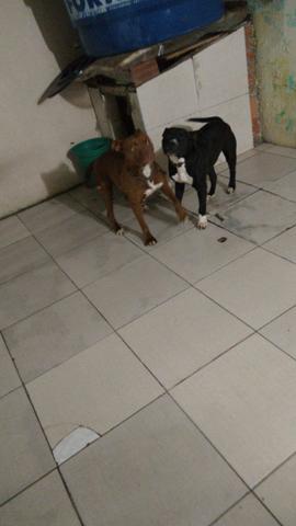 Pitbull filhote - Foto 3