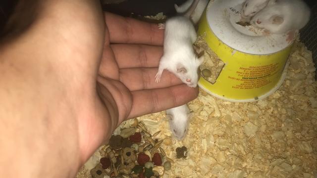 Ratinhos ótimo para crianças baixo custo - Foto 2