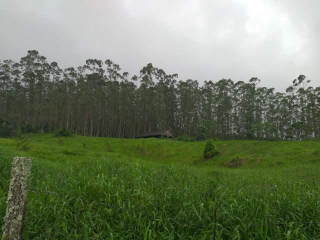 Sitio de 10 hectares no bairro baú em ilhota com plantação de eucalipto - Foto 5