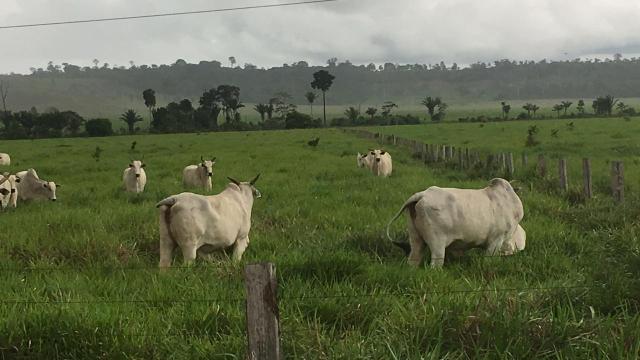 Fazenda 500 Alqueiro Aberto - Foto 3