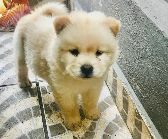 ÚLTIMO filhotes de Chow Chow NO CARTÃO - Foto 2