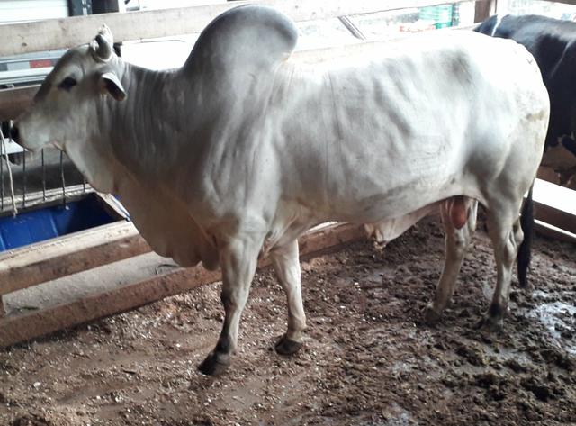 Vendo Gado! com 10 vacas para criar