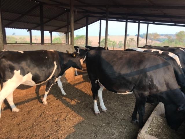 Vacas e Novilhas - Foto 5
