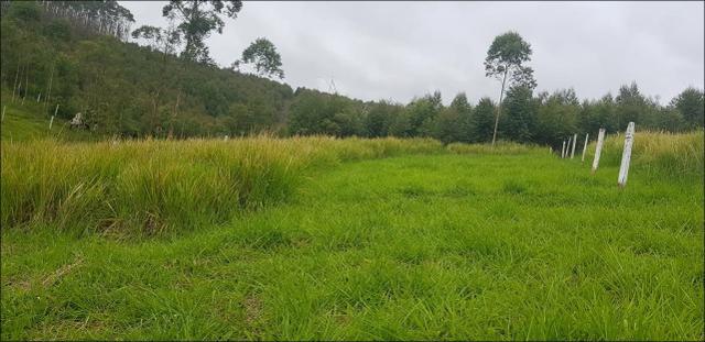 Com energia na porta terreno de 600m² - Foto 4