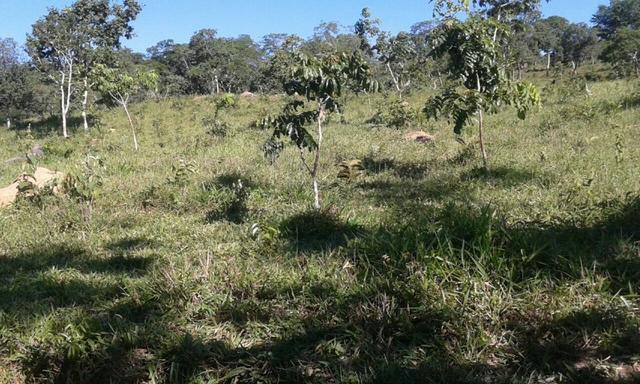 Fazenda 5.5 Alqueires Municipio de Pirinopolis Não aceita Imovel - Foto 9