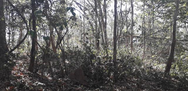 Vendo dois sitio próximo a guia - Foto 7