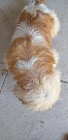 Procuro shihtzu macho adulto