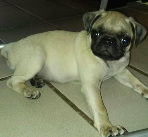 Filhote macho de PUG - Foto 4