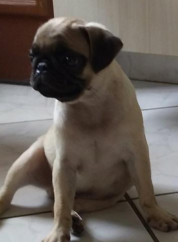 Filhote macho de PUG - Foto 5
