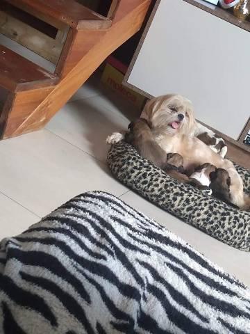 Filhotes de Lhasa apso - Foto 5