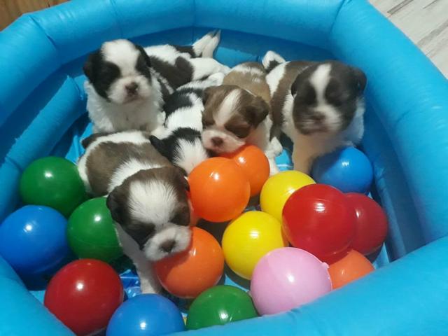 Venda permanente Shihtzu Machos e Femêas - Foto 3