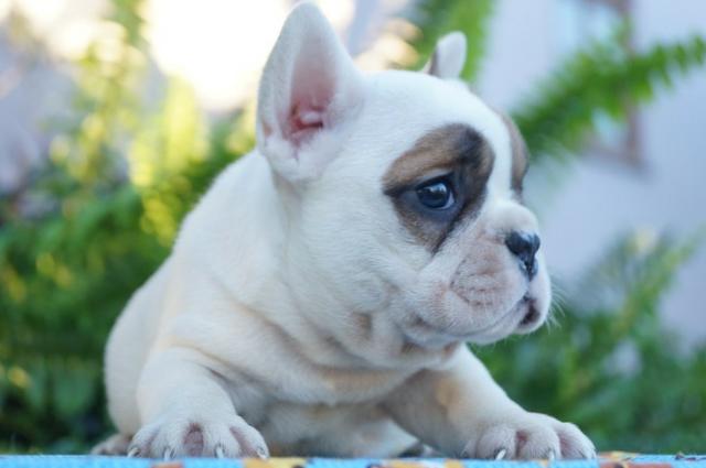 Lindo Filhote de Bulldog Francês - Foto 4