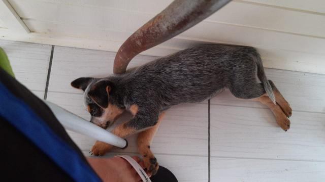 Vendo Filhote Fêmea de Australian Cattle Dog - Foto 3