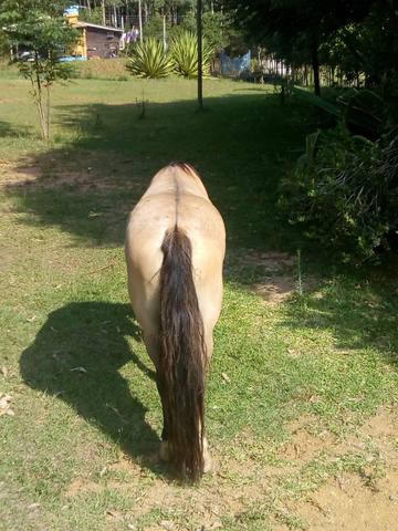 Egua troca/venda - Foto 2