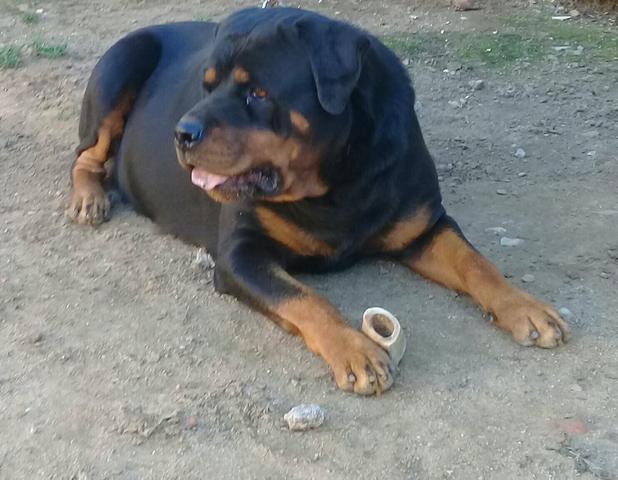 Rott - Foto 2