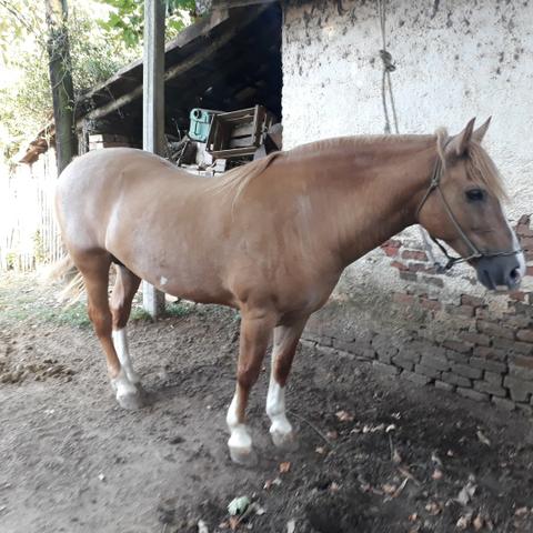 Cavalo Crioulo Gateado