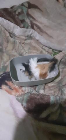 Filhotes de pig de pelo longo - Foto 3