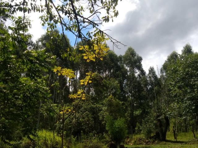 Chalé de campo - Foto 10