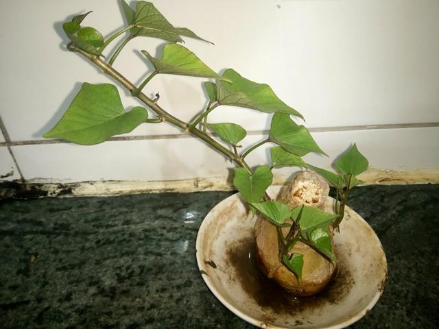 Bonsai de atata doce - Foto 3