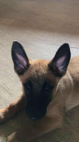Pastor belga malinois - Foto 6