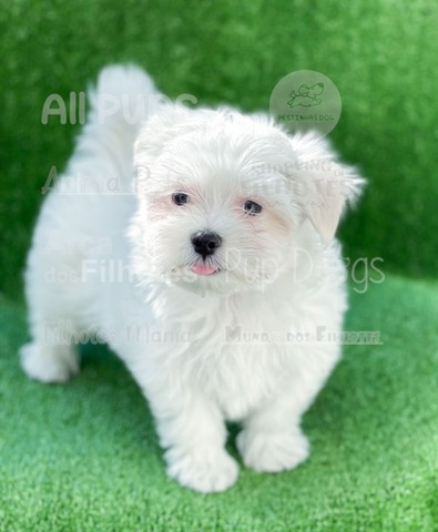 Maltês filhotes, cores lindissimas em lojas