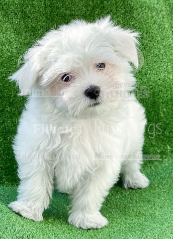 Maltês filhotes, cores lindissimas em lojas - Foto 3