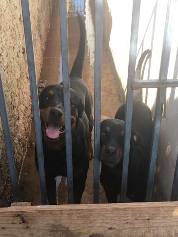 Vendo Rottweilers - Foto 4