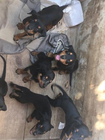 Vendo Rottweilers - Foto 3