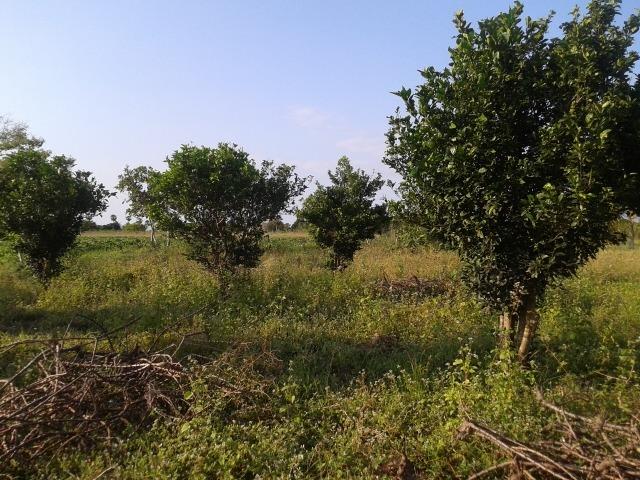 Granja com 11 há em mandú, lagoa de pedras - Foto 19